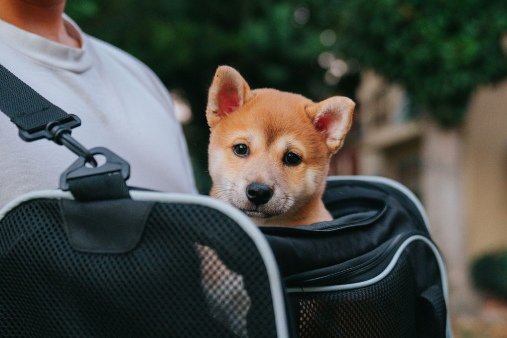 A Shiba Inu dog in a pet carrier